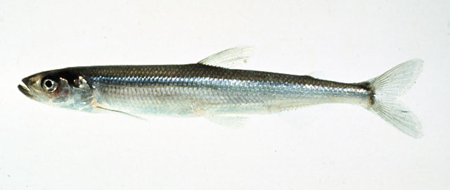 (Osmerus Linnaeus, 1758) Род Осмерусы, Осмеры, Корюшки, Genus Osmerus
